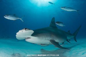 Great hammerhead diving in Bimini, Bahamas.