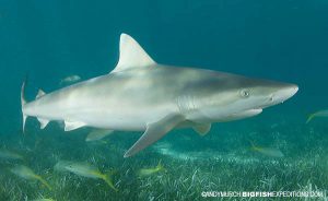 Blacknose shark diving.