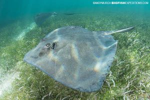 Southern stingrays