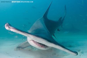 A big hammerhead diving in Bimini.