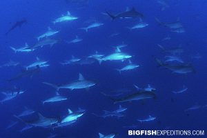 Schooling hammerheads