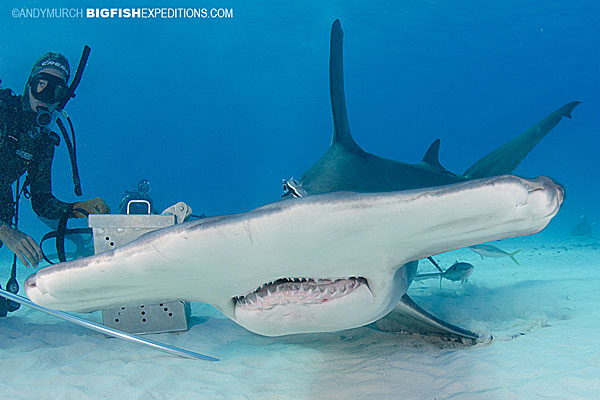 Shark feeder with a great hammerhead shark