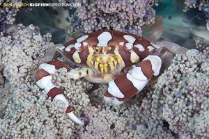 Harlequin swimming crab Malapascua