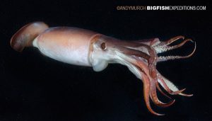 Humboldt Squid Encounter