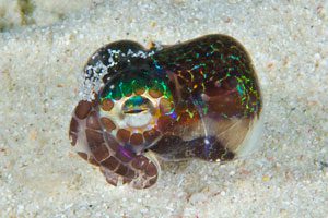 Hummingbird Bobtail Squid_015