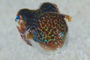 Hummingbird Bobtail Squid_015