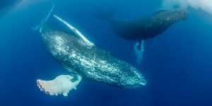 Humpback Whales