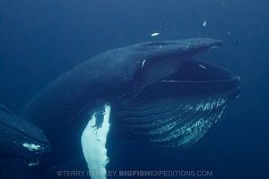 Diving with humpback whales feeding on herring in Norway