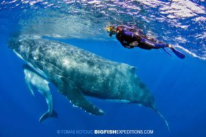 diving with humpback whales