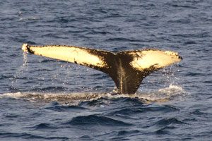 Humpback whale in Norway