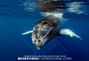 Humpback Whale Diving Socorro