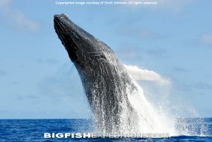 breaching humpback whale dominican republic