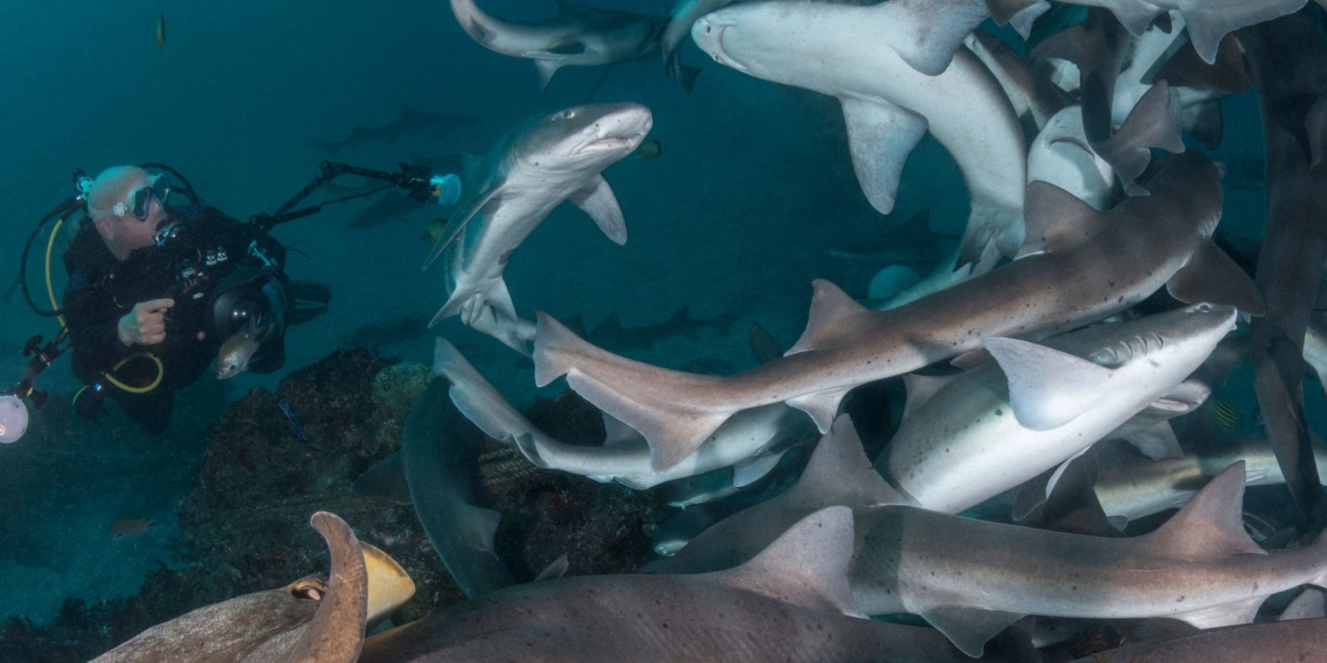 Baby Shark Japanese