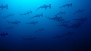 Scalloped hammerheads in Japan diving