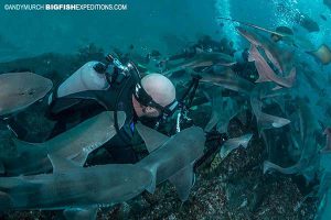 Diving in a sharknado