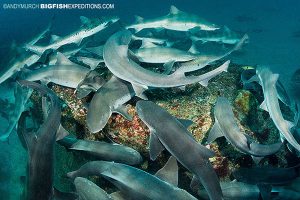 Shark diving in Japan