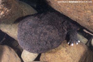 Giant Salamander camouflage