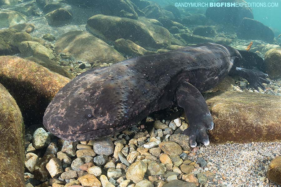 Snorkeling with Giant Salamanders in Japan.