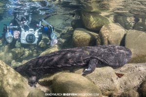 Snorkeler with Giant Salamander