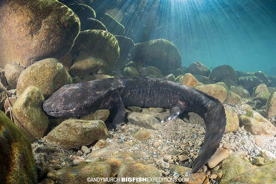 Giant Salamander Snorkeling underwater