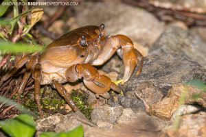 Crab in the forest in Gifu.