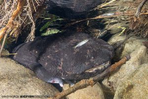 Giant Salamander hiding