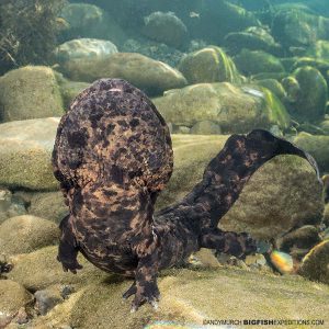 Giant Salamander in Japan