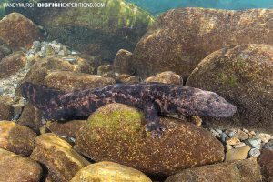 Japanese Giant Salamander