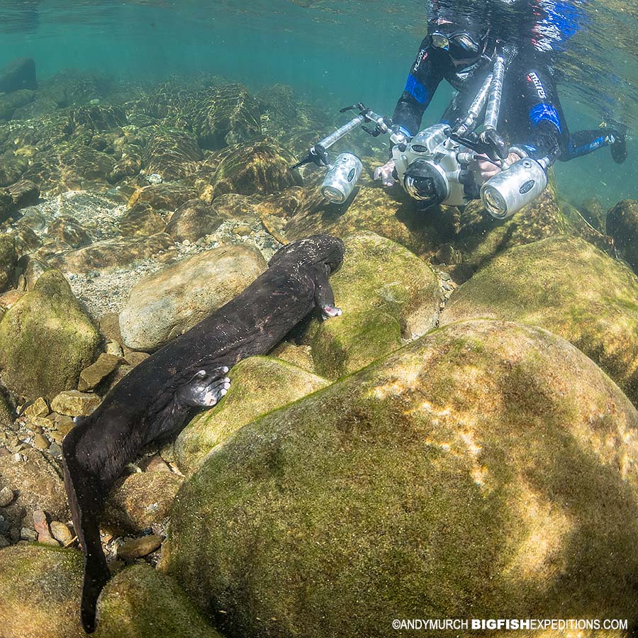 Giant Salamander Snorkeling Adventure