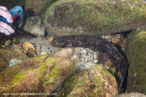 Juvenile Giant Salamander Snorkeling