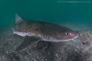 Diving with sharks in Japan