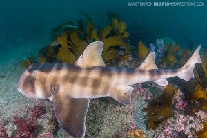 Japanese horn shark diving