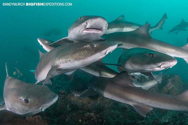 Diving with sharks in Japan