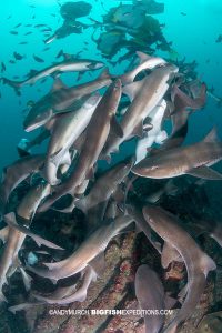 Diving with a big school of sharks in Japan