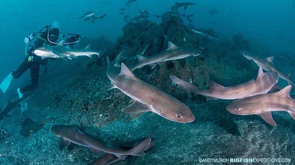 Diving with Sharks in Japan