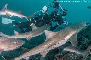 Diving with houndsharks in Japan