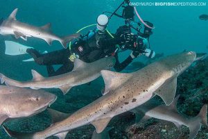 Shark diving in Japan.