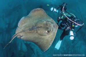 Diving with red stingrays in Japan