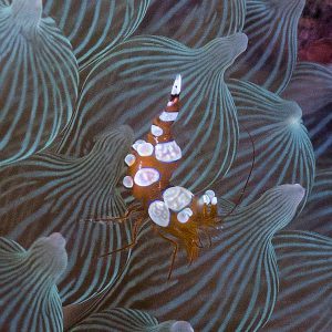 Anemone Shrimp