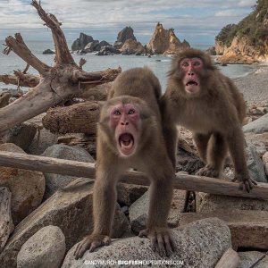 Snow monkeys at the beach in Japan
