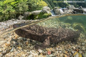 Japanese Giant Salamander