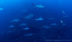 Diving with scalloped hammerheads in Mikomoto Island in Japan