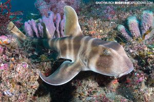 Scuba diving with a Japanese horn shark