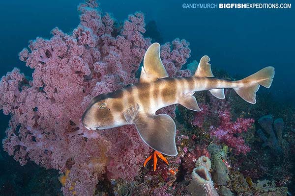 Diving with sharks in Japan.