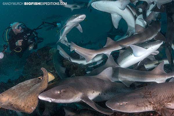 Shark diving in Japan