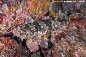 Japanese wobbegong diving