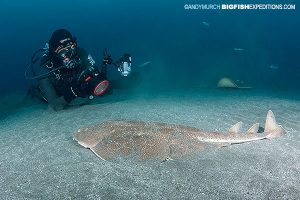 Japanese wobbegong diving