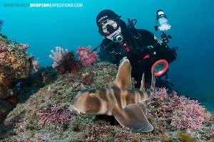 Japanese horn shark or japanese bullhead shark