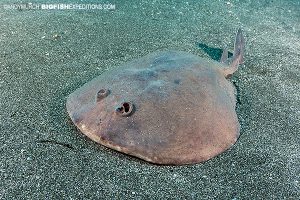 Japanese sleeper ray