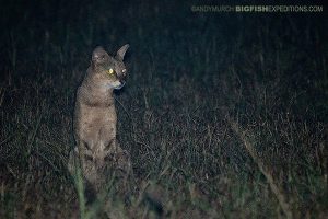 Jungle cat in Sri Lanka